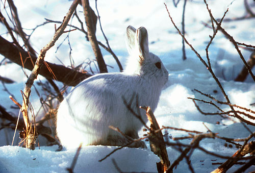 Alaskan hare